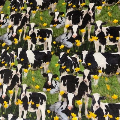 Lehmät kukkaniityllä